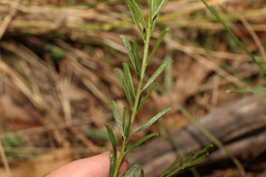 Acacia montana, photograph (c) Greg Tasney, some rights reserved (CC BY-SA)