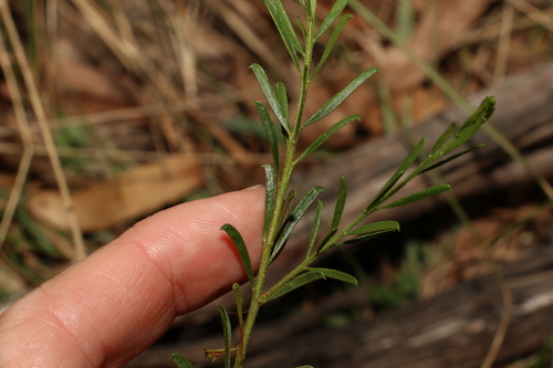 Acacia montana, photograph 6