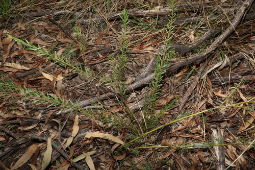 Acacia montana, photograph 4