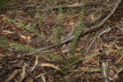 Acacia montana, photograph (c) Greg Tasney, some rights reserved (CC BY-SA)