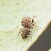 Tara Spiders - Photo (c) Ethan Yeoman, some rights reserved (CC BY), uploaded by Ethan Yeoman
