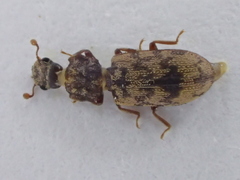 Synchita undata