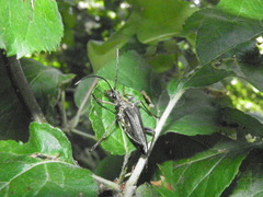 Stenocorus meridianus