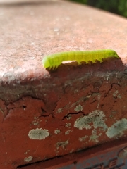 Panopoda