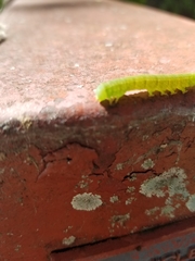 Panopoda