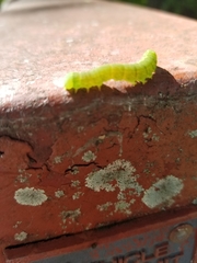 Panopoda