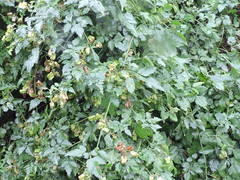 Serjania brachycarpa