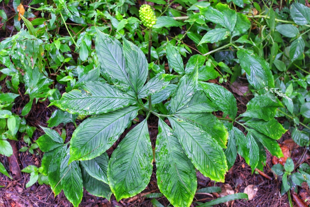 Arisaema macrospathum