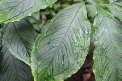 Arisaema macrospathum
