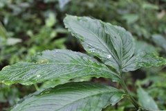 Arisaema macrospathum