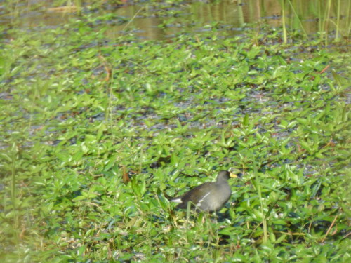 Lesser Moorhen (Paragallinula angulata), photo 5