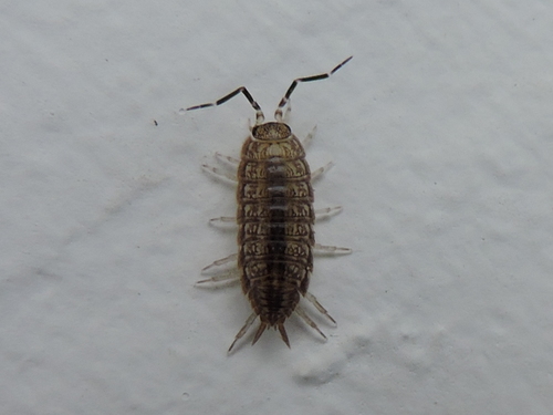 Porcellionides virgatus