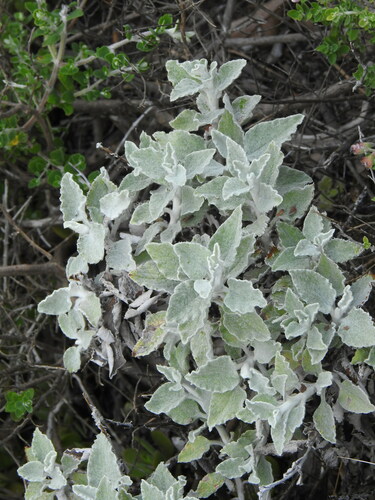 Image of Helichrysum mimetes by (c) katuchka, some rights reserved (CC BY)