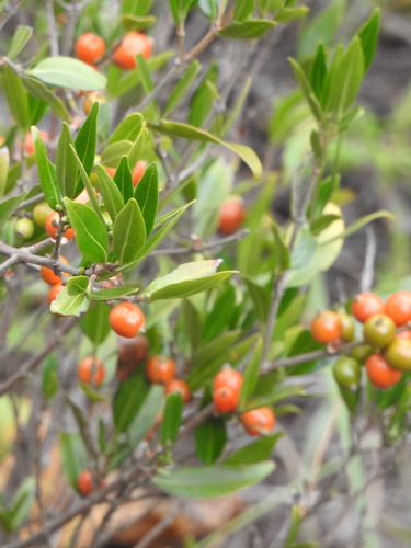 Image of Tricalysia capensis by (c) katuchka, some rights reserved (CC BY)