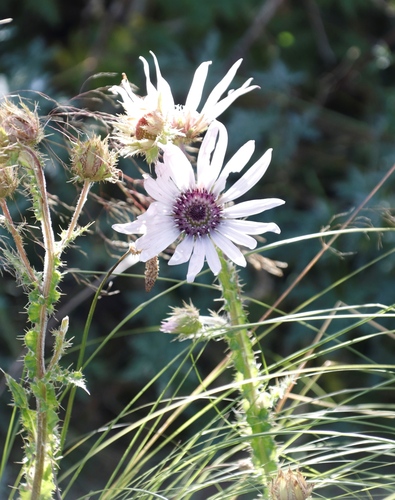 Image of Berkheya purpurea by (c) Tony Rebelo, some rights reserved (CC BY-SA)
