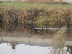 Fulica americana americana