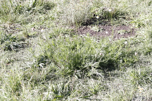 Image of Lasiospermum bipinnatum by (c) Tony Rebelo, some rights reserved (CC BY-SA)