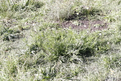 Lasiospermum bipinnatum, photograph (c) Tony Rebelo, some rights reserved (CC BY-SA)