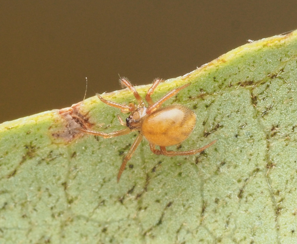 Phycosoma from Bellthorpe QLD 4514, Australia on April 21, 2023 at 11: ...