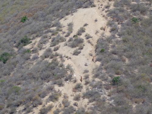 Mountain Lion photographed in California