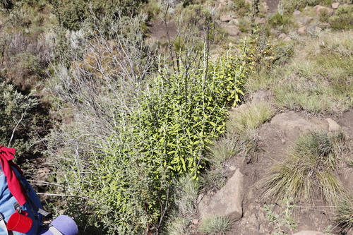 Buddleja loricata, photograph 4