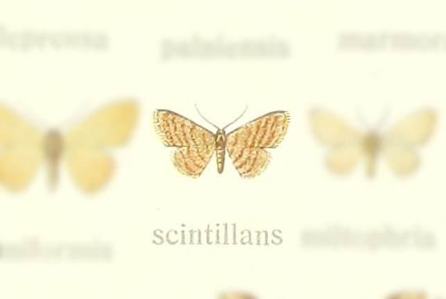 Lophophleps scintillans