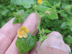 Abutilon viscosum