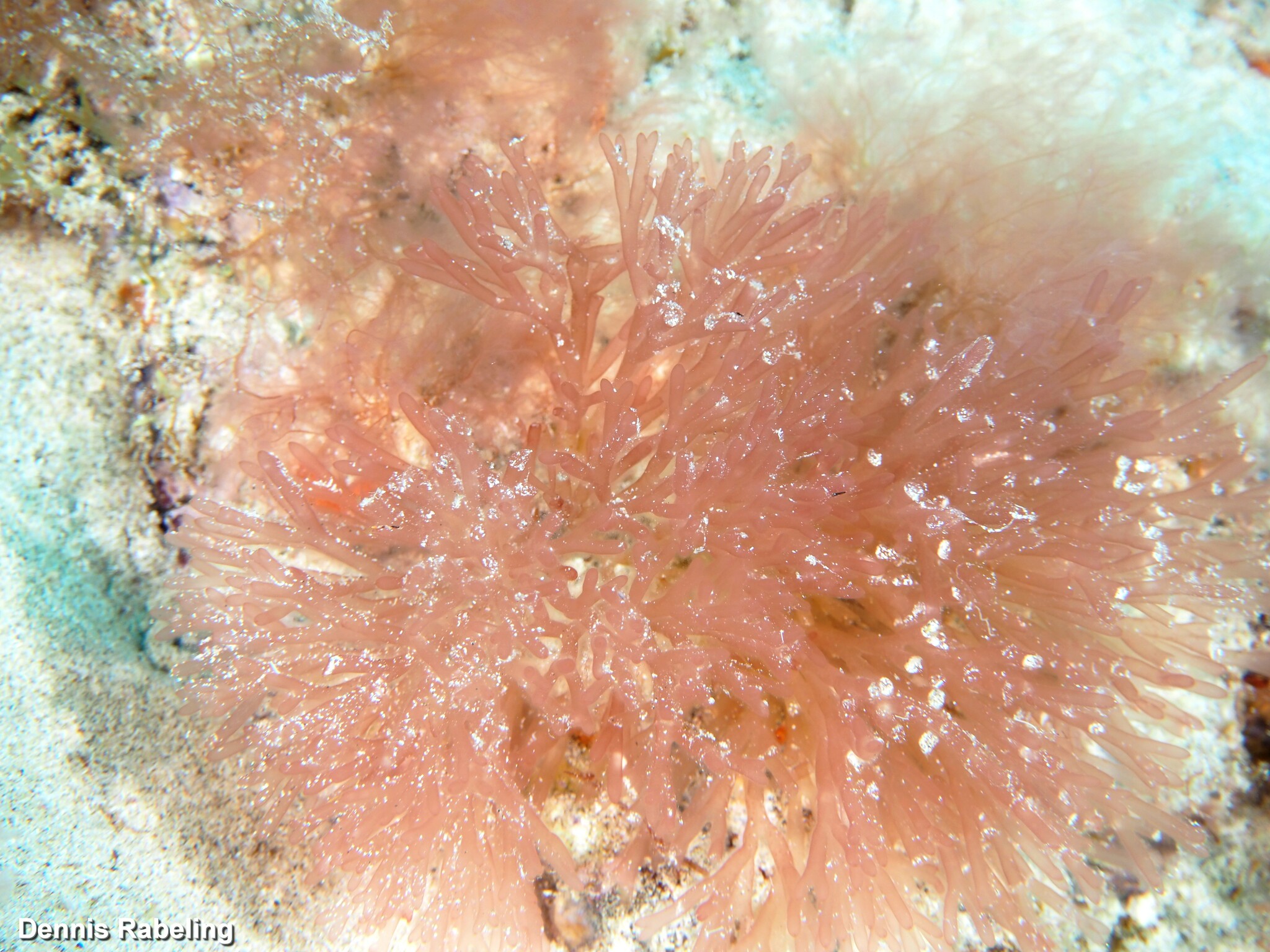 Scinaia complanata