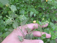 Abutilon viscosum