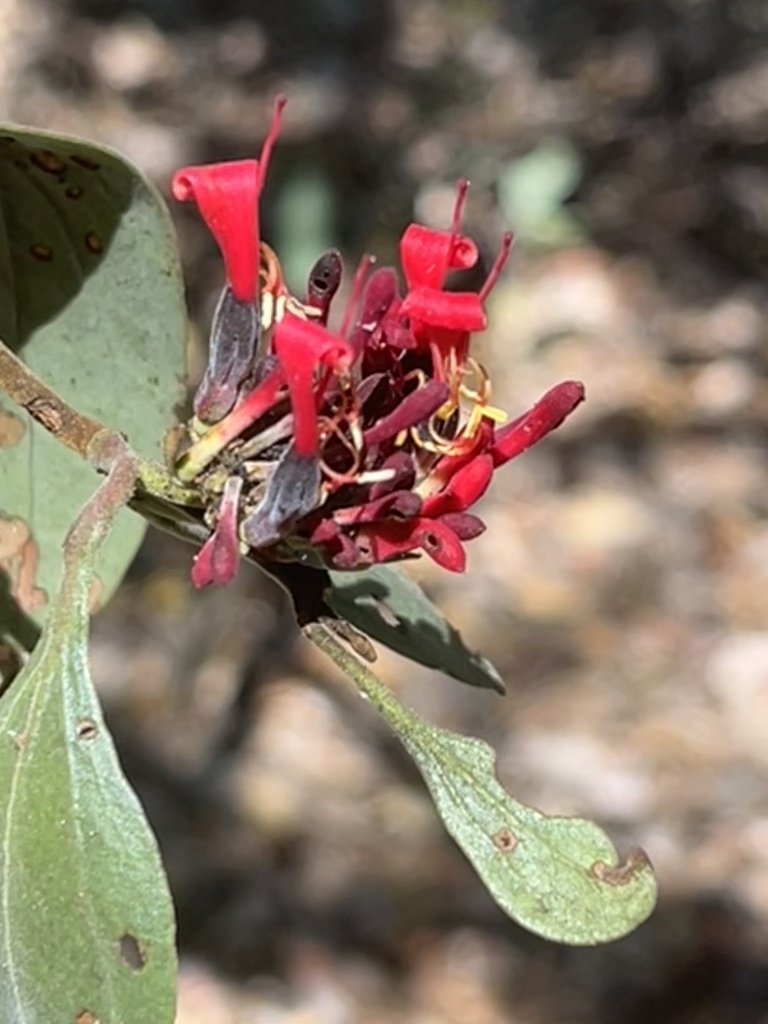 Oliverella rubroviridis