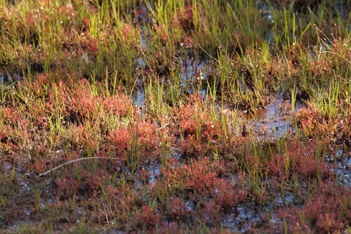 Drosera image