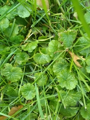 Glechoma hederacea