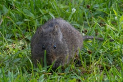 Mount Kilimanjaro Vlei Rat photo 3