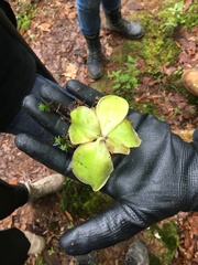 Pinguicula macrophylla