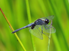 Celithemis martha