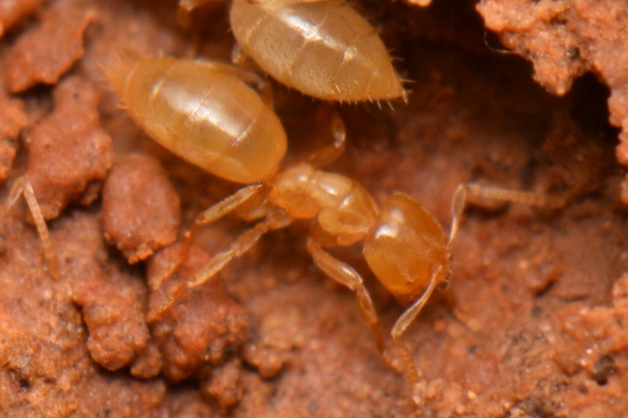Acropyga myops