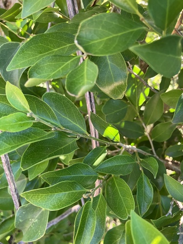 fluted ironplum (Drypetes reticulata)