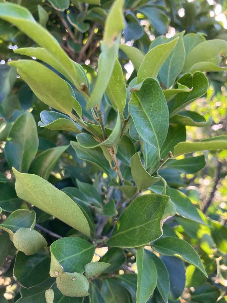 fluted ironplum