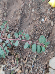 Euphorbia prostrata image