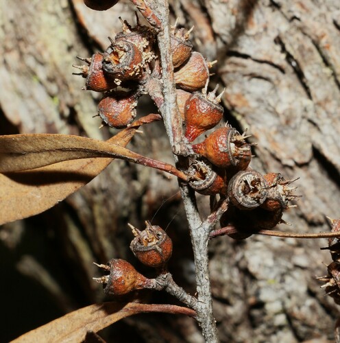 Image of Eucalyptus bakeri by (c) Greg Tasney, some rights reserved (CC BY-SA)