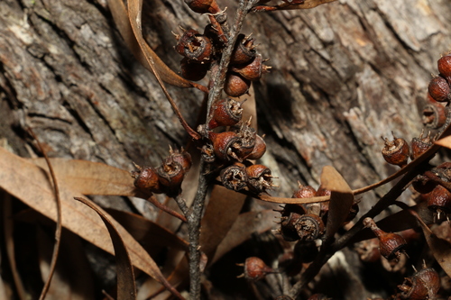 Image of Eucalyptus bakeri by (c) Greg Tasney, some rights reserved (CC BY-SA)