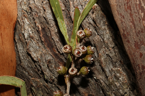 Eucalyptus bakeri, photograph 3
