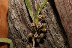 Eucalyptus bakeri, photograph (c) Greg Tasney, some rights reserved (CC BY-SA)