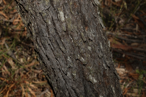 Image of Eucalyptus bakeri by (c) Greg Tasney, some rights reserved (CC BY-SA)