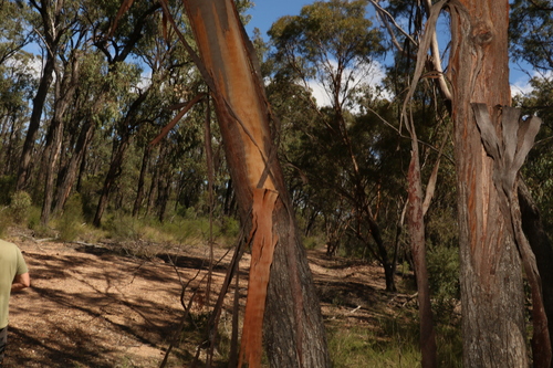 Image of Eucalyptus bakeri by (c) Greg Tasney, some rights reserved (CC BY-SA)