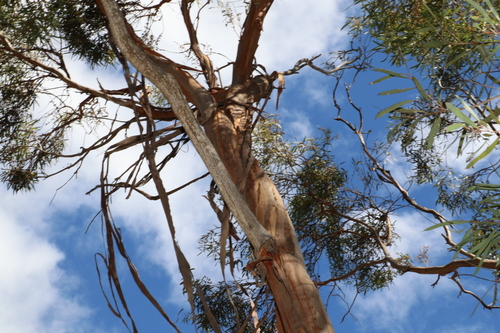 Image of Eucalyptus bakeri by (c) Greg Tasney, some rights reserved (CC BY-SA)