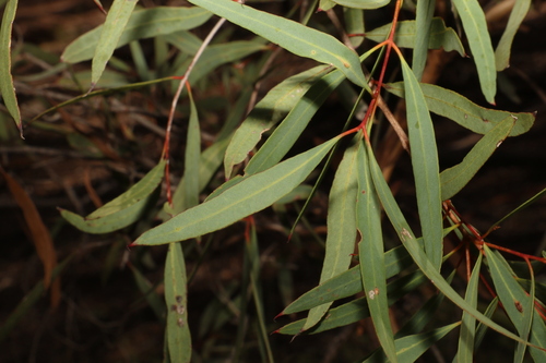 Image of Eucalyptus bakeri by (c) Greg Tasney, some rights reserved (CC BY-SA)