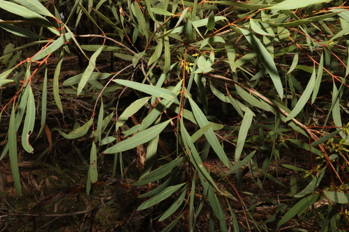 Image of Eucalyptus bakeri by (c) Greg Tasney, some rights reserved (CC BY-SA)