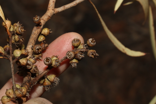 Eucalyptus bakeri 2