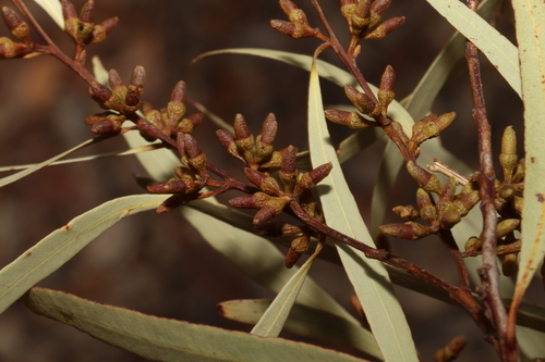Eucalyptus bakeri 3